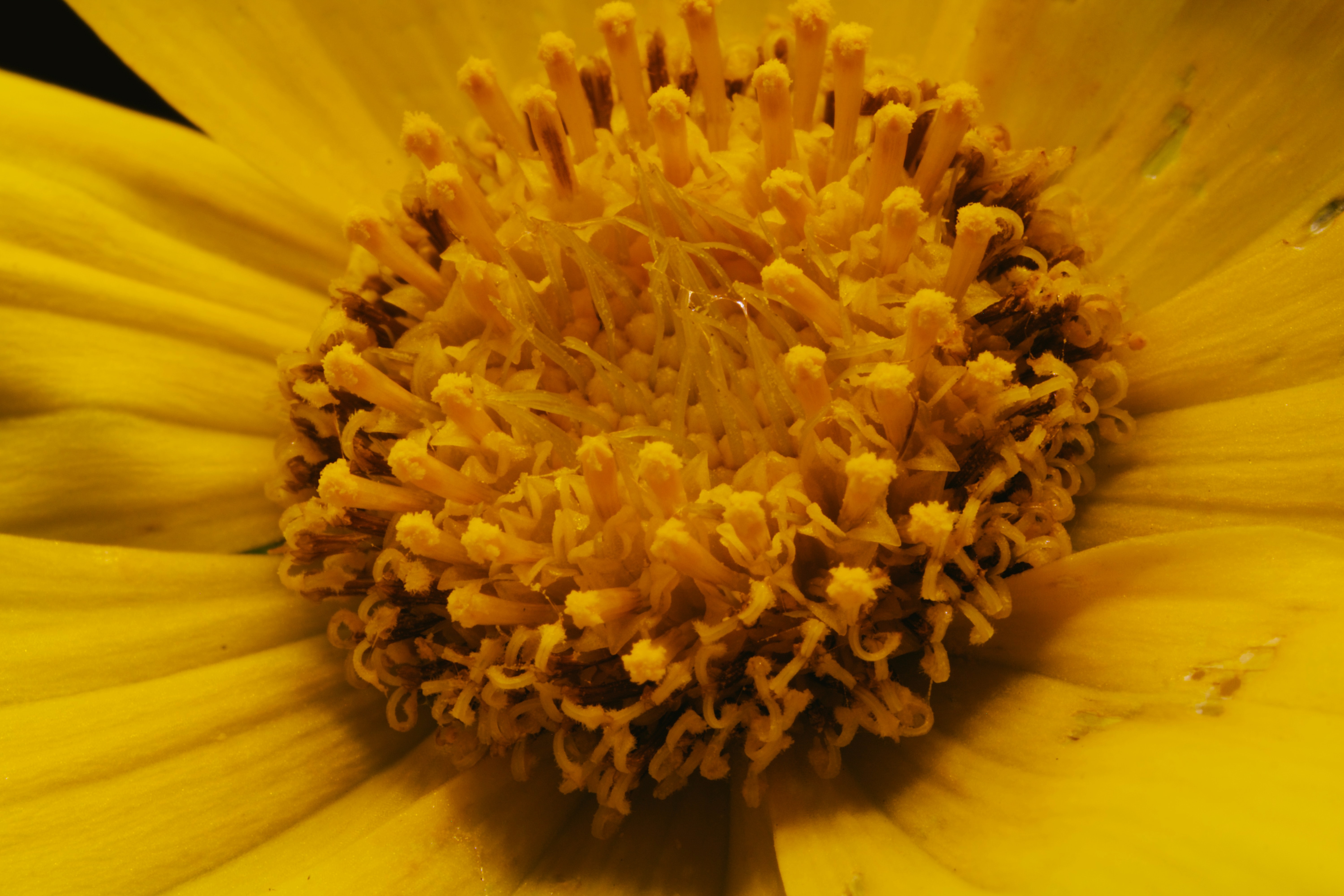 Pollen Can Trigger An Allergic Reaction